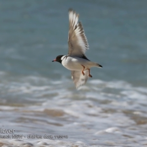 Charadrius rubricollis at suppressed - 29 Oct 2018