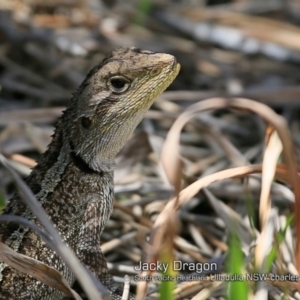 Amphibolurus muricatus at South Pacific Heathland Reserve - 30 Oct 2018