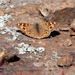 Junonia villida (Meadow Argus) at Undefined - 30 Oct 2018 by CharlesDove