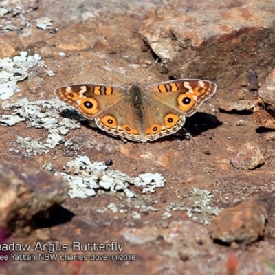 Junonia villida (Meadow Argus) at Undefined - 29 Oct 2018 by Charles Dove
