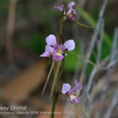 Diuris punctata var. punctata (Purple Donkey Orchid) at South Pacific Heathland Reserve - 29 Oct 2018 by CharlesDove