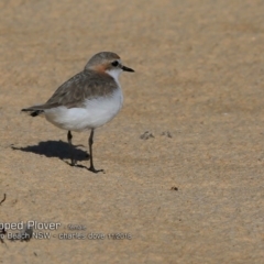 Anarhynchus ruficapillus (Red-capped Plover) at Lake Tabourie, NSW - 29 Oct 2018 by CharlesDove