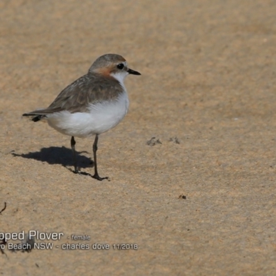 Anarhynchus ruficapillus (Red-capped Plover) at Lake Tabourie, NSW - 28 Oct 2018 by CharlesDove