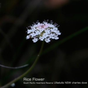 Trachymene incisa at Ulladulla, NSW - 30 Oct 2018 12:00 AM