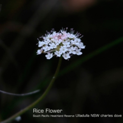 Trachymene incisa (Native Parsnip) at Ulladulla, NSW - 29 Oct 2018 by Charles Dove