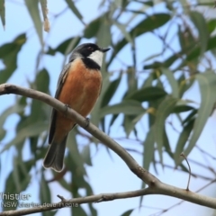 Pachycephala rufiventris (Rufous Whistler) at Yatteyattah Nature Reserve - 29 Oct 2018 by CharlesDove