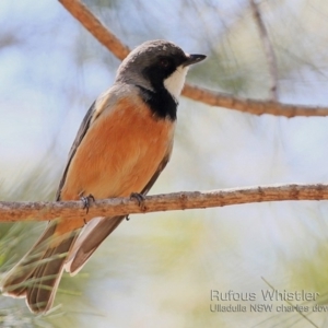 Pachycephala rufiventris at undefined - 31 Oct 2018