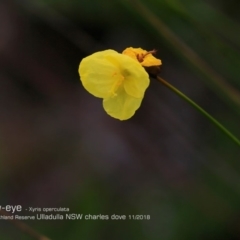 Xyris sp. (Yellow Eye) at South Pacific Heathland Reserve - 30 Oct 2018 by CharlesDove