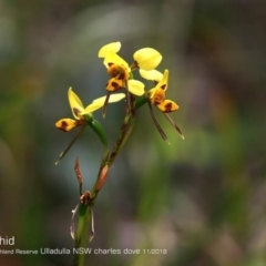 Diuris sulphurea (Tiger Orchid) at South Pacific Heathland Reserve - 30 Oct 2018 by CharlesDove