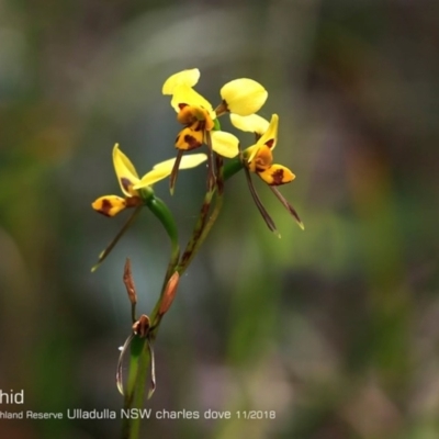 Diuris sulphurea (Tiger Orchid) at South Pacific Heathland Reserve - 29 Oct 2018 by CharlesDove