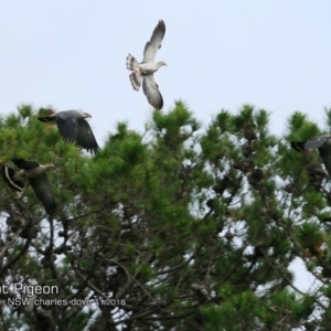 Lopholaimus antarcticus at Yatte Yattah, NSW - 29 Oct 2018