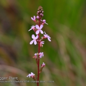 Stylidium graminifolium at South Pacific Heathland Reserve - 30 Oct 2018 12:00 AM