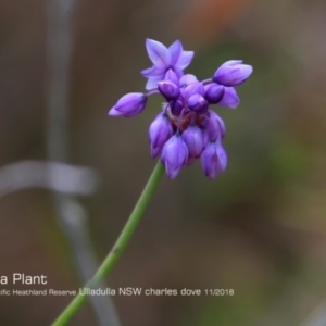 Sowerbaea juncea at South Pacific Heathland Reserve - 30 Oct 2018