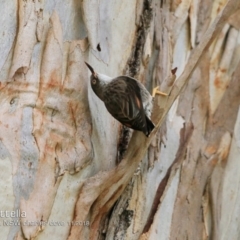 Daphoenositta chrysoptera (Varied Sittella) at Undefined - 28 Oct 2018 by Charles Dove