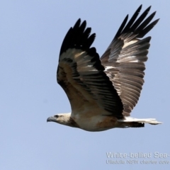 Haliaeetus leucogaster (White-bellied Sea-Eagle) at Ulladulla - Warden Head Bushcare - 1 Nov 2018 by Charles Dove