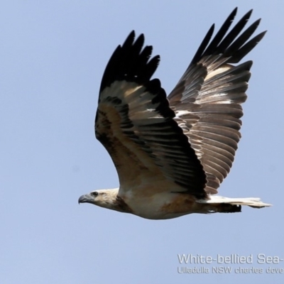 Haliaeetus leucogaster (White-bellied Sea-Eagle) at Coomee Nulunga Cultural Walking Track - 1 Nov 2018 by Charles Dove