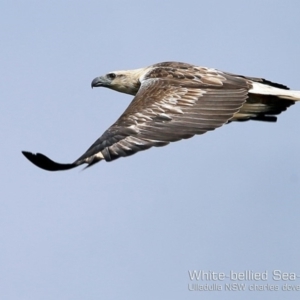 Haliaeetus leucogaster at Ulladulla - Warden Head Bushcare - 2 Nov 2018