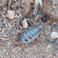Urodacus manicatus (Black Rock Scorpion) at Nicholls, ACT - 6 Nov 2018 by RockRobster