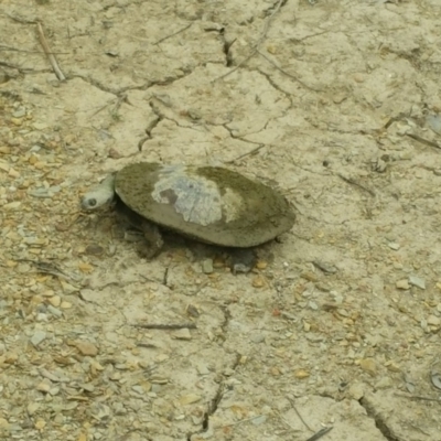 Chelodina longicollis (Eastern Long-necked Turtle) at Amaroo, ACT - 5 Nov 2018 by nathkay