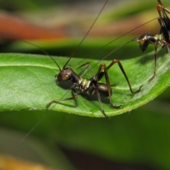 Tettigoniidae (family) (Unidentified katydid) at ANBG - 6 Nov 2018 by TimL