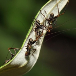 Tettigoniidae (family) at Acton, ACT - 6 Nov 2018 12:47 PM