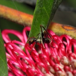 Tettigoniidae (family) at Acton, ACT - 6 Nov 2018 12:47 PM