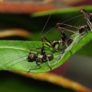 Tettigoniidae (family) at Acton, ACT - 6 Nov 2018