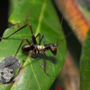 Tettigoniidae (family) at Acton, ACT - 6 Nov 2018 12:47 PM