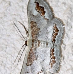 Dithalama cosmospila (Grey Spotted Wave) at Ainslie, ACT - 5 Nov 2018 by jb2602