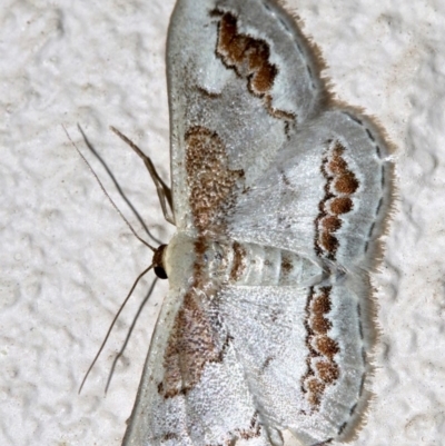 Dithalama cosmospila (Grey Spotted Wave) at Ainslie, ACT - 5 Nov 2018 by jbromilow50