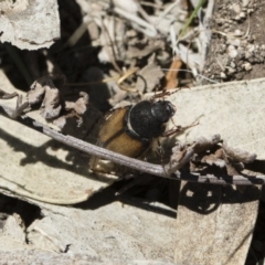 Liparetrus discipennis (A chafer beetle) at Michelago, NSW - 2 Nov 2018 by Illilanga