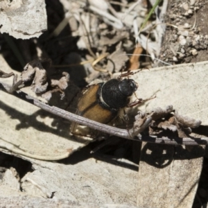 Liparetrus discipennis at Michelago, NSW - 3 Nov 2018 10:43 AM