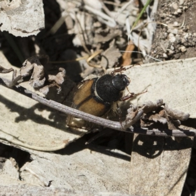 Liparetrus discipennis (A chafer beetle) at Illilanga & Baroona - 2 Nov 2018 by Illilanga