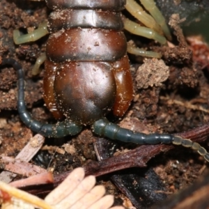 Cormocephalus aurantiipes at Hall, ACT - 6 Nov 2018 11:28 AM