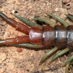 Cormocephalus aurantiipes at Hall, ACT - 6 Nov 2018 11:28 AM