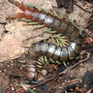 Cormocephalus aurantiipes at Hall, ACT - 6 Nov 2018 11:28 AM