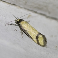 Philobota ancylotoxa (A concealer moth) at Illilanga & Baroona - 2 Oct 2018 by Illilanga
