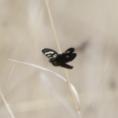 Phalaenoides tristifica (Willow-herb Day-moth) at Michelago, NSW - 1 Oct 2018 by Illilanga