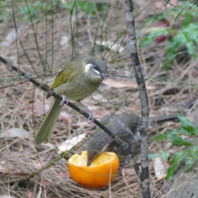 Meliphaga lewinii (Lewin's Honeyeater) at Undefined - 7 Nov 2018 by vivdavo