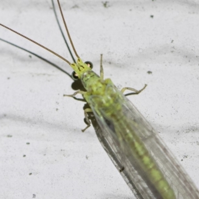 Plesiochrysa ramburi (A Green Lacewing) at Illilanga & Baroona - 2 Oct 2018 by Illilanga