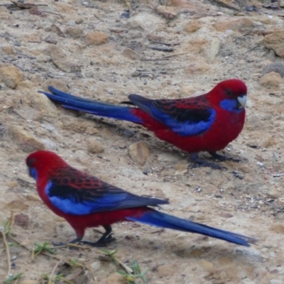 Platycercus elegans (Crimson Rosella) at Undefined - 6 Nov 2018 by vivdavo