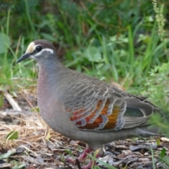 Phaps chalcoptera (Common Bronzewing) at Undefined - 6 Nov 2018 by vivdavo