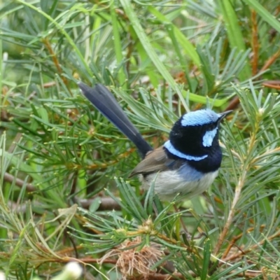 Malurus cyaneus (Superb Fairywren) at Undefined - 6 Nov 2018 by vivdavo