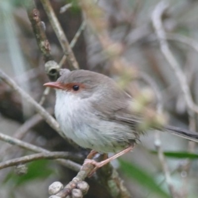 Malurus cyaneus (Superb Fairywren) at Undefined - 7 Nov 2018 by vivdavo