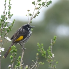 Phylidonyris novaehollandiae (New Holland Honeyeater) at Undefined - 6 Nov 2018 by vivdavo