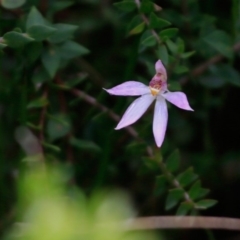 Caladenia alata (Fairy Orchid) at Endrick, NSW - 15 Oct 2018 by Charles Dove