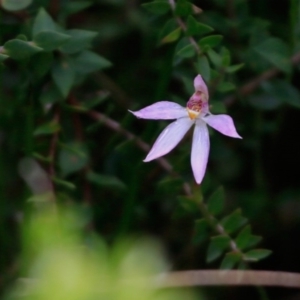 Caladenia alata at Endrick, NSW - 16 Oct 2018