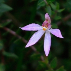 Caladenia alata at Endrick, NSW - 16 Oct 2018