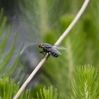 Sarcophagidae sp. (family) (Unidentified flesh fly) at Illilanga & Baroona - 7 Jan 2018 by Illilanga