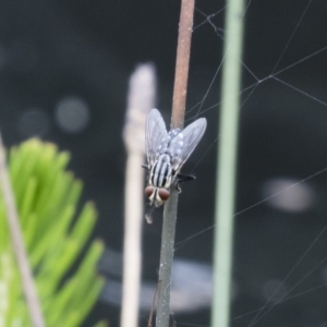 Sarcophagidae (family) at Michelago, NSW - 7 Jan 2018 07:23 PM